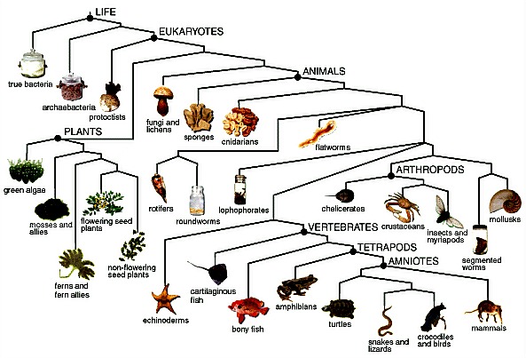 Historical Geology: Paleontology, part 3: Taxonomic Groups