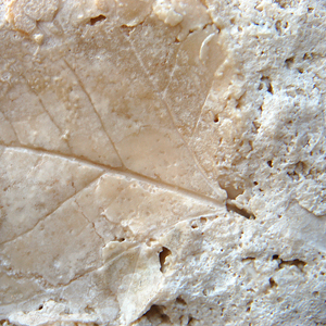 Travertine (Limestone)