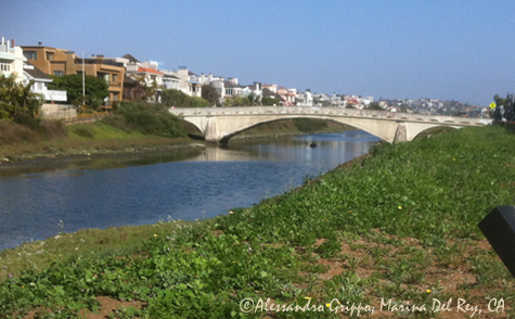 Coastal wetland, Marina del Rey CA