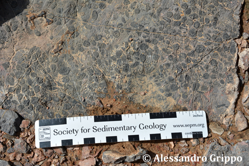 Cambrian oncolites from the Marble Mountains, California